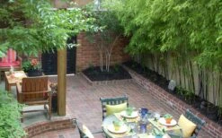 Black Bamboo - Phyllostachys Nigra - 3 Gallon Pot (Single Cane: 4-6'+) 18 Black Bamboo - Phyllostachys Nigra - 3 Gallon Pot (Single Cane: 4-6'+) -Plant Shop Bamboo Black 58