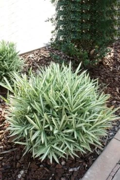 Dwarf White Stripe Bamboo - Pleioblastus Fortunei - 1 Gallon Pot -Plant Shop Bamboo Dwarf White Stripe 1