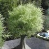 Dwarf White Stripe Bamboo - Pleioblastus Fortunei - 1 Gallon Pot 2 Dwarf White Stripe Bamboo - Pleioblastus Fortunei - 1 Gallon Pot -Plant Shop Bamboo Dwarf White Stripe 4