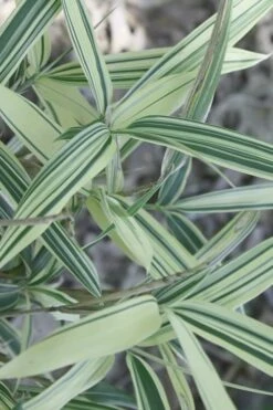 Dwarf White Stripe Bamboo - Pleioblastus Fortunei - 1 Gallon Pot -Plant Shop Bamboo Dwarf White Stripe 7
