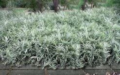 Dwarf White Stripe Bamboo - Pleioblastus Fortunei - 1 Gallon Pot -Plant Shop Bamboo Dwarf White Stripe 9