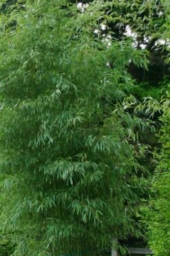 Elegant Bamboo - Phyllostachys Elegans - 3 Gallon Pot 10 Elegant Bamboo - Phyllostachys Elegans - 3 Gallon Pot -Plant Shop Bamboo Elegant 5