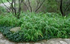 Giant Leaf Bamboo - Indocalamus Tessellatus - 3 Gallon Pot -Plant Shop Bamboo Giant Leaf 53