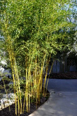 Golden Fishpole Bamboo - Phyllostachys Aurea - 3 Gallon Pot (4-6') -Plant Shop Bamboo Golden 11