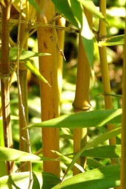 Golden Fishpole Bamboo - Phyllostachys Aurea - 3 Gallon Pot (4-6') -Plant Shop Bamboo Golden 13