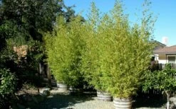 Golden Fishpole Bamboo - Phyllostachys Aurea - 3 Gallon Pot (4-6') -Plant Shop Bamboo Golden 15