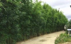 Graceful Bamboo (Slender Weavers) - Bambusa Textilis 'Gracilis' - 2 Gallon Pot 12 Graceful Bamboo (Slender Weavers) - Bambusa Textilis 'Gracilis' - 2 Gallon Pot -Plant Shop Bamboo Graceful 6