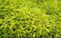 Dwarf Green Stripe Bamboo - Pleioblastus Viridistriatus - 2 Gallon Pot -Plant Shop Bamboo Green Stripe 11