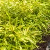 Dwarf Green Stripe Bamboo - Pleioblastus Viridistriatus - 2 Gallon Pot -Plant Shop Bamboo Green Stripe 8