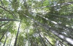 Henon Giant Gray Bamboo - Phyllostachys Nigra 'Henon' - 2 Gallon Pot 13 Henon Giant Gray Bamboo - Phyllostachys Nigra 'Henon' - 2 Gallon Pot -Plant Shop Bamboo Henon 10