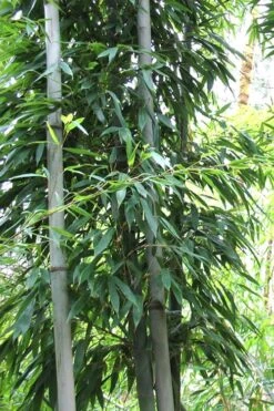 Henon Giant Gray Bamboo - Phyllostachys Nigra 'Henon' - 2 Gallon Pot 12 Henon Giant Gray Bamboo - Phyllostachys Nigra 'Henon' - 2 Gallon Pot -Plant Shop Bamboo Henon 11