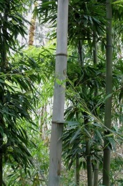 Henon Giant Gray Bamboo - Phyllostachys Nigra 'Henon' - 3 Gallon Pot (4-6') -Plant Shop Bamboo Henon 12 1