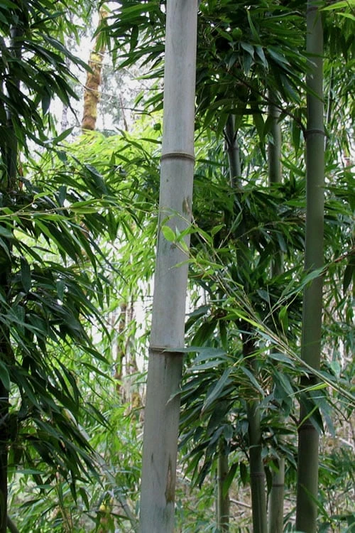 Henon Giant Gray Bamboo - Phyllostachys Nigra 'Henon' - 2 Gallon Pot 9 Henon Giant Gray Bamboo - Phyllostachys Nigra 'Henon' - 2 Gallon Pot - Image 7