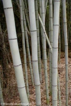 Henon Giant Gray Bamboo - Phyllostachys Nigra 'Henon' - 3 Gallon Pot (4-6') -Plant Shop Bamboo Henon 15 1