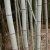 Henon Giant Gray Bamboo - Phyllostachys Nigra 'Henon' - 2 Gallon Pot -Plant Shop Bamboo Henon 15
