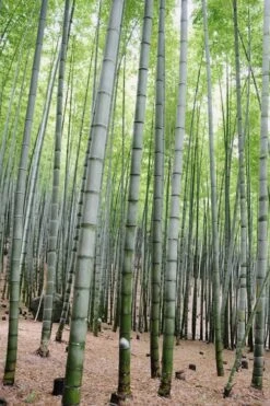 Henon Giant Gray Bamboo - Phyllostachys Nigra 'Henon' - 3 Gallon Pot (4-6') -Plant Shop Bamboo Henon 16 1