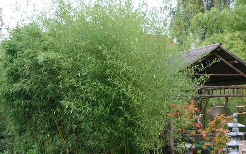 Humilis Hedge Bamboo - Phyllostachys Humilis - 3 Gallon Pot 6 Humilis Hedge Bamboo - Phyllostachys Humilis - 3 Gallon Pot - Image 4