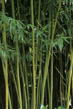 Humilis Hedge Bamboo - Phyllostachys Humilis - 3 Gallon Pot 17 Humilis Hedge Bamboo - Phyllostachys Humilis - 3 Gallon Pot -Plant Shop Bamboo Humilis 11 1
