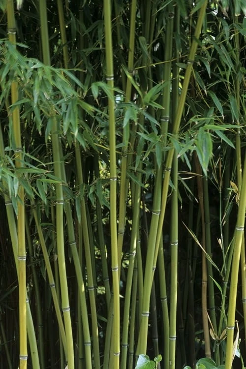 Humilis Hedge Bamboo - Phyllostachys Humilis - 3 Gallon Pot 10 Humilis Hedge Bamboo - Phyllostachys Humilis - 3 Gallon Pot - Image 8