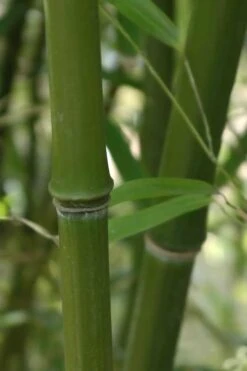 Humilis Hedge Bamboo - Phyllostachys Humilis - 2 Gallon Pot -Plant Shop Bamboo Humilis 5