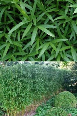 Humilis Hedge Bamboo - Phyllostachys Humilis - 3 Gallon Pot 14 Humilis Hedge Bamboo - Phyllostachys Humilis - 3 Gallon Pot -Plant Shop Bamboo Humilis 500x750 2