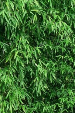 Humilis Hedge Bamboo - Phyllostachys Humilis - 2 Gallon Pot -Plant Shop Bamboo Humilis 9