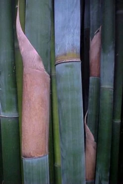 Giant Weavers Royal Bamboo (Wong Chuk) - Bambusa Textilis 'Kanapaha' - 3 Gallon Pot 15 Giant Weavers Royal Bamboo (Wong Chuk) - Bambusa Textilis 'Kanapaha' - 3 Gallon Pot -Plant Shop Bamboo Kanapaha 13