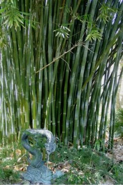 Giant Weavers Royal Bamboo (Wong Chuk) - Bambusa Textilis 'Kanapaha' - 3 Gallon Pot 14 Giant Weavers Royal Bamboo (Wong Chuk) - Bambusa Textilis 'Kanapaha' - 3 Gallon Pot -Plant Shop Bamboo Kanapaha 18