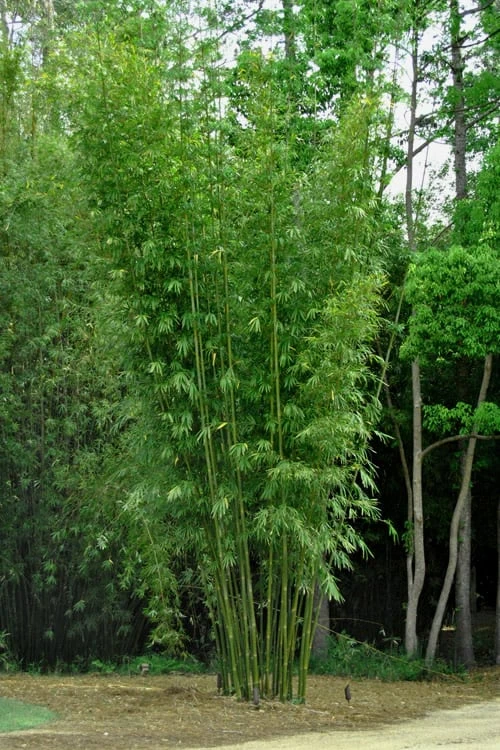 Giant Weavers Royal Bamboo (Wong Chuk) - Bambusa Textilis 'Kanapaha' - 3 Gallon Pot 9 Giant Weavers Royal Bamboo (Wong Chuk) - Bambusa Textilis 'Kanapaha' - 3 Gallon Pot - Image 7
