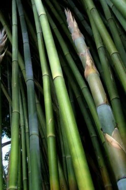 Giant Weavers Royal Bamboo (Wong Chuk) - Bambusa Textilis 'Kanapaha' - 3 Gallon Pot 18 Giant Weavers Royal Bamboo (Wong Chuk) - Bambusa Textilis 'Kanapaha' - 3 Gallon Pot -Plant Shop Bamboo Kanapaha 8