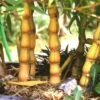 Yellow Buddha Belly Bamboo - Bambusa Ventricosa 'Kimmei' - 3 Gallon Pot -Plant Shop Bamboo Kimmei 4