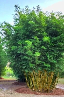 Yellow Buddha Belly Bamboo - Bambusa Ventricosa 'Kimmei' - 3 Gallon Pot -Plant Shop Bamboo Kimmei 5