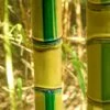 Koi Golden Bamboo (Phyllostachys Aurea 'Koi') - 3 Gallon Pot (4-6'+) 2 Koi Golden Bamboo (Phyllostachys Aurea 'Koi') - 3 Gallon Pot (4-6'+) -Plant Shop Bamboo Koi Golden 20