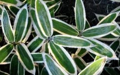 Kuma Zasa Dwarf Bamboo (Sasa Veitchii 'Kuma-Zasa') - 3 Gallon Pot 12 Kuma Zasa Dwarf Bamboo (Sasa Veitchii 'Kuma-Zasa') - 3 Gallon Pot -Plant Shop Bamboo Kuma Zasa 1