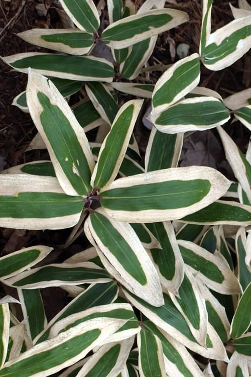 Kuma Zasa Dwarf Bamboo (Sasa Veitchii 'Kuma-Zasa') - 3 Gallon Pot 3 Kuma Zasa Dwarf Bamboo (Sasa Veitchii 'Kuma-Zasa') - 3 Gallon Pot