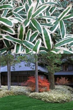 Kuma Zasa Dwarf Bamboo (Sasa Veitchii 'Kuma-Zasa') - 3 Gallon Pot 11 Kuma Zasa Dwarf Bamboo (Sasa Veitchii 'Kuma-Zasa') - 3 Gallon Pot -Plant Shop Bamboo Kuma Zasa 13