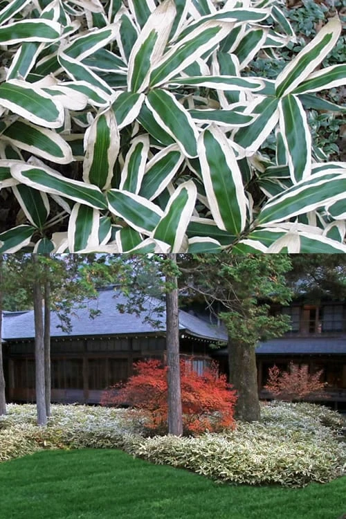 Kuma Zasa Dwarf Bamboo (Sasa Veitchii 'Kuma-Zasa') - 3 Gallon Pot 6 Kuma Zasa Dwarf Bamboo (Sasa Veitchii 'Kuma-Zasa') - 3 Gallon Pot - Image 4