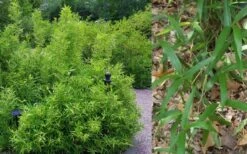 Macon Rivercane Bamboo - Arundinaria Gigantea 'Macon' - 3 Gallon Pot -Plant Shop Bamboo Macon Rivercane 2