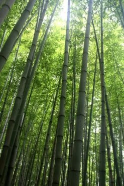 Madake Giant Japanese Timber Bamboo (Phyllostachys Bambusoides) - 2 Gallon Pot -Plant Shop Bamboo Madake 10