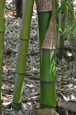 Madake Giant Japanese Timber Bamboo (Phyllostachys Bambusoides) - 3 Gallon Pot (2-4') -Plant Shop Bamboo Madake 11 1