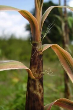 Madake Giant Japanese Timber Bamboo (Phyllostachys Bambusoides) - 3 Gallon Pot (2-4') -Plant Shop Bamboo Madake 13 1