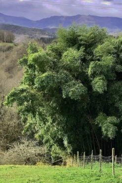 Madake Giant Japanese Timber Bamboo (Phyllostachys Bambusoides) - 2 Gallon Pot -Plant Shop Bamboo Madake 14