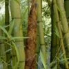 Madake Giant Japanese Timber Bamboo (Phyllostachys Bambusoides) - 3 Gallon Pot (2-4') -Plant Shop Bamboo Madake 19 1