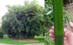 Madake Giant Japanese Timber Bamboo (Phyllostachys Bambusoides) - 3 Gallon Pot (2-4') -Plant Shop Bamboo Madake Giant Japanese Timber Bamboo 1