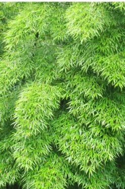 Moso Giant Bamboo (Phyllostachys Edulis 'Moso') - 3 Gallon Pot (2-4') -Plant Shop Bamboo Moso 11