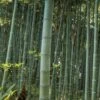 Moso Giant Bamboo (Phyllostachys Edulis 'Moso') - 3 Gallon Pot (2-4') 2 Moso Giant Bamboo (Phyllostachys Edulis 'Moso') - 3 Gallon Pot (2-4') -Plant Shop Bamboo Moso 22
