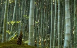 Moso Giant Bamboo (Phyllostachys Edulis 'Moso') - 3 Gallon Pot (2-4') -Plant Shop Bamboo Moso 24