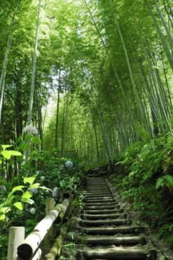 Moso Giant Bamboo (Phyllostachys Edulis 'Moso') - 3 Gallon Pot (2-4') -Plant Shop Bamboo Moso 9