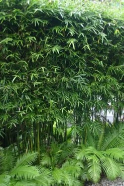Dwarf Weavers Bamboo - Bambusa Textilis 'RG Dwarf' - 2 Gallon Pot -Plant Shop Bamboo RG Dwarf 5