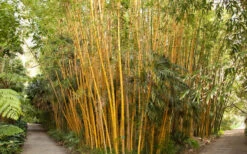 Robert Young Golden Bamboo (Phyllostachys Viridis 'Robert Young') - 3 Gallon Pot (4-6'+) 11 Robert Young Golden Bamboo (Phyllostachys Viridis 'Robert Young') - 3 Gallon Pot (4-6'+) -Plant Shop Bamboo Robert Young 1